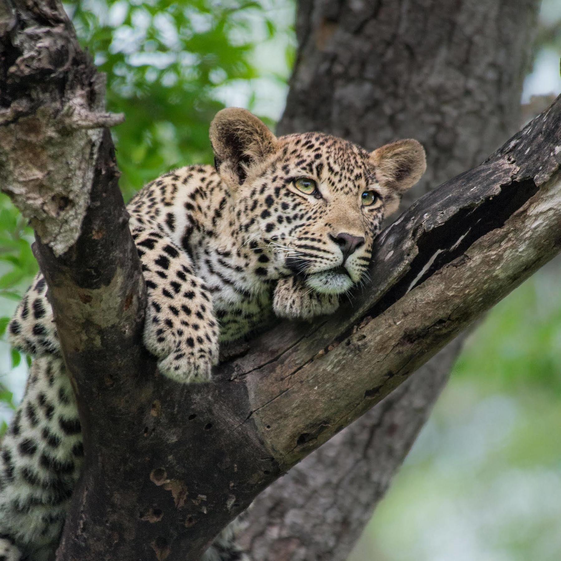 Lion Sands - Tinga Lodge Skukuza Eksteriør billede
