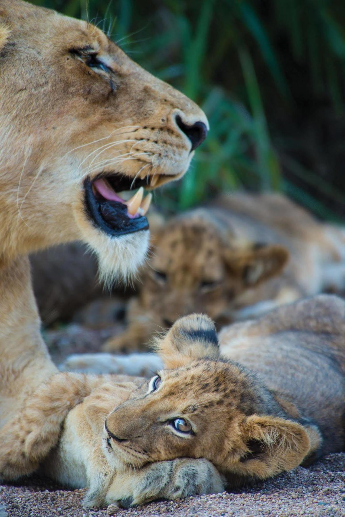 Lion Sands - Tinga Lodge Skukuza Eksteriør billede