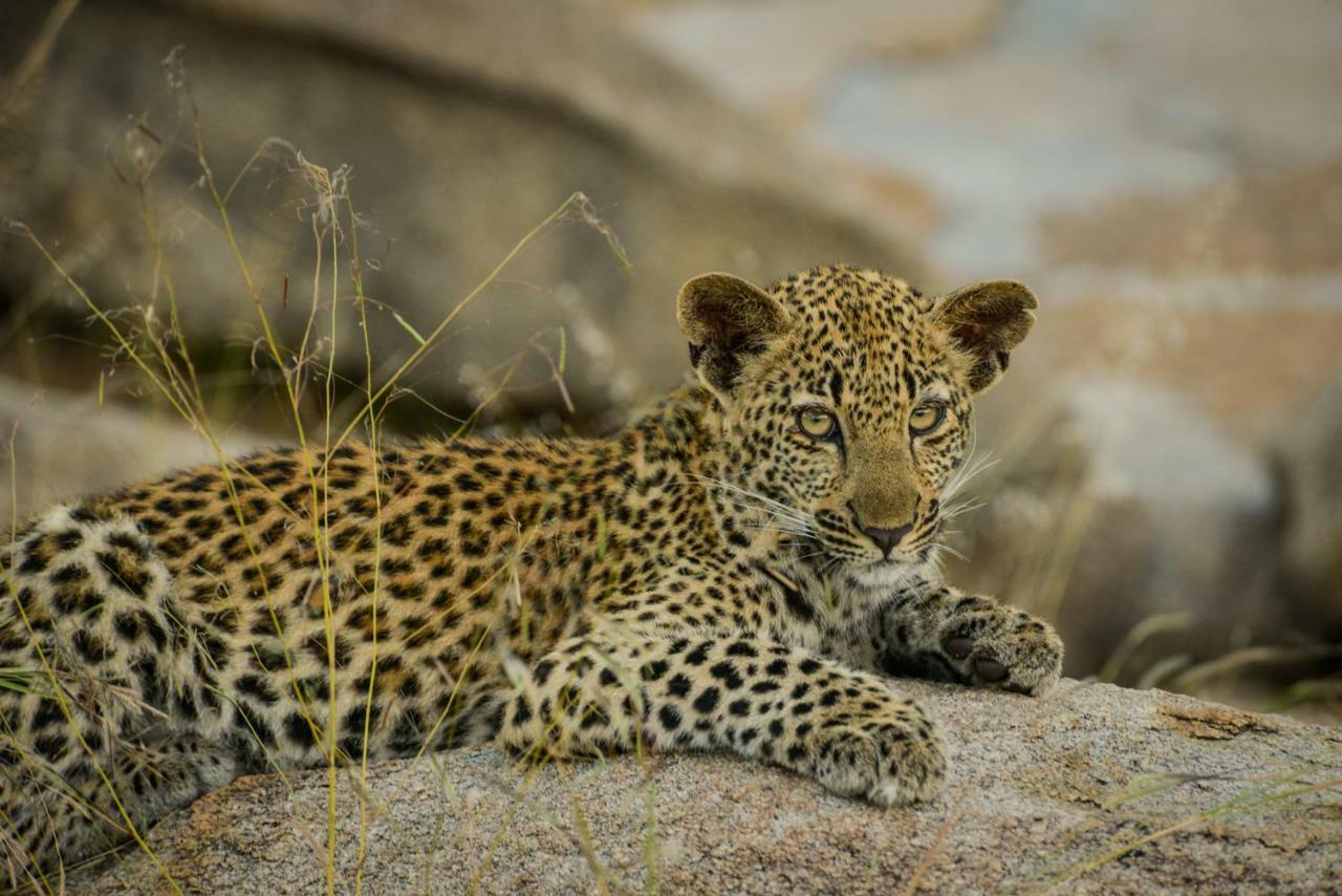 Lion Sands - Tinga Lodge Skukuza Eksteriør billede