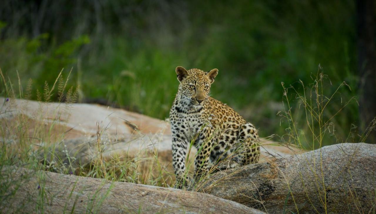 Lion Sands - Tinga Lodge Skukuza Eksteriør billede