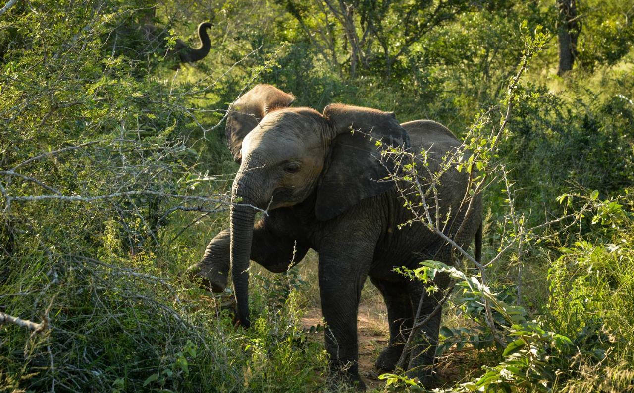 Lion Sands - Tinga Lodge Skukuza Eksteriør billede